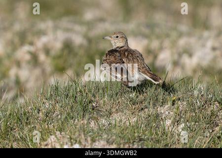 Tibetische Lerche, Hanle, Ladakh, Indien, Juli 2025 Stockfoto