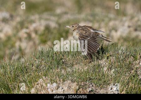 Tibetische Lerche, Hanle, Ladakh, Indien, Juli 2025 Stockfoto