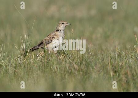 Tibetische Lerche, Hanle, Ladakh, Indien, Juli 2025 Stockfoto