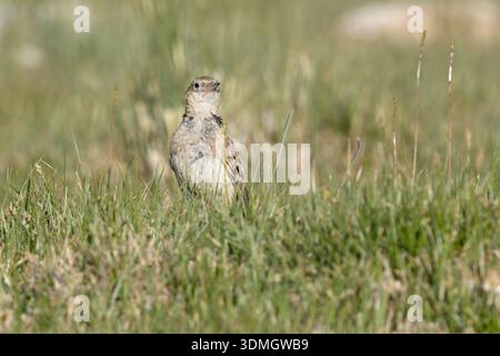 Tibetische Lerche, Hanle, Ladakh, Indien, Juli 2025 Stockfoto