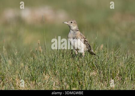 Tibetische Lerche, Hanle, Ladakh, Indien, Juli 2025 Stockfoto