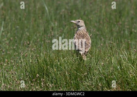 Tibetische Lerche, Hanle, Ladakh, Indien, Juli 2025 Stockfoto