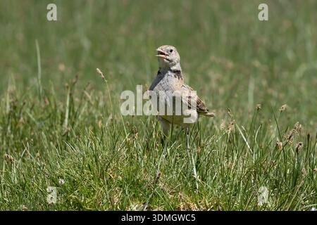 Tibetische Lerche, Hanle, Ladakh, Indien, Juli 2025 Stockfoto