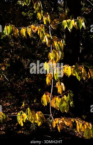 Sonnendurchfluteter Zweig eines jungen Laubbaums mit gelben und grünen Herbstblättern, die vor dunklem Waldgrund leuchten Stockfoto
