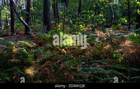 Sonnendurchfluteter Waldboden mit grünen und goldenen Farnen, die dicht unter hohen Laubbäumen in einer ruhigen Waldlandschaft wachsen Stockfoto