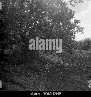 Region Donezk, ukrainische SSR, Sowjetunion, 1960er Jahre Ein stimmungsvolles Schwarz-weiß-Archivfoto zeigt einen üppigen Apfelbaum in einem ländlichen Obstgarten während der Erntezeit. Die Zweige sind schwer mit Früchten, und der Boden darunter ist mit umgefallenen Äpfeln bedeckt, was einen Teppich von Fülle schafft. Die Szene vermittelt den Reichtum der Natur und die ruhige Atmosphäre eines Dorfgartens. Dieses Vintage-Bild dokumentiert den Obstbau und das tägliche Leben im friedlichen Donbass während der Sowjetzeit lange vor dem Krieg. Stockfoto