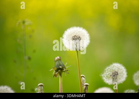 Eine Makroaufnahme von wunderschönen Löwenzahn in voller Samen vor einem weichen grünen Hintergrund. Das Bild erinnert an Frühling und Natur. Stockfoto