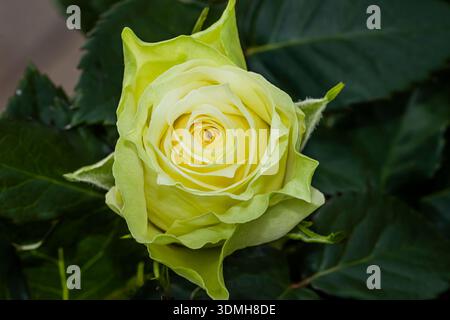Schöne gelbe Rose auf schwarzem Hintergrund Stockfoto