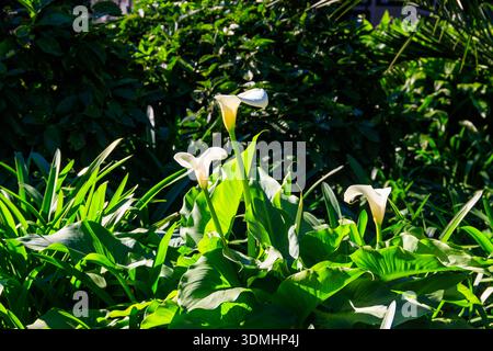 Weiße Calla-Lilie (Zantedeschia aethiopica), im Garten auch als Arum-Lilie bekannt Stockfoto