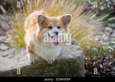 Junge Corgi-Hündin Im Herbstpark. Nahaufnahme Porträt des süßen flauschigen Corgi Dogs in einer herbstlichen Naturlandschaft. Stockfoto