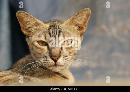 Nahaufnahme einer Hauskatze mit gestreiftem hellbraunem und schwarzem Fell, gelben Augen, aufrechten Ohren und weißen Barthaaren vor grauem Hintergrund. Stockfoto
