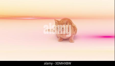 Sitzende Ginger Tabby Katze im Pastellverlaufsstudio, mit orangefarbenen Streifen und Magenta-Waschung Stockfoto