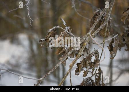 Gefrorene Eichenblätter hängen an dünnen Ästen in einem verschneiten Winterwald. Nahaufnahme trockener brauner Blätter mit Frost und Eiskristallen gegen ein weiches b Stockfoto