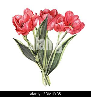 Bouquet fünf rote Tulpen Aquarellkomposition, handgezeichneter Blumenstrauß Stockfoto