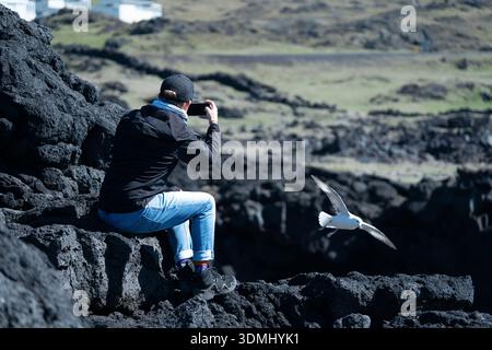 Blick auf einen Mann, der eine Möwe im Flug inmitten der zerklüfteten, dunklen vulkanischen Felsen mit grünen Hügeln hinter Vestmannaeyjabaer, Island, fängt. Stockfoto