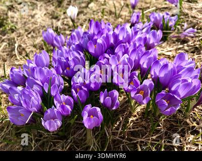 Eine dichte Gruppe von leuchtend violetten Krokussen, die in den Schweizer Bergen eng zusammenwachsen. Die farbenfrohen Frühlingsblüten bilden einen wunderschönen natürlichen Teppich Stockfoto