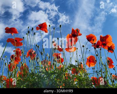 Nahaufnahme von Rotmohn auf einem weiten Feld im schweizerischen Land. Die leuchtenden zarten Blüten heben sich von einem hellblauen Himmel mit weißen Wolken ab. Stockfoto