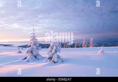 Ein wunderbarer Sonnenaufgang mit schneebedeckten Tannen, umgeben von pastellfarbenen Himmelsfarben Stockfoto