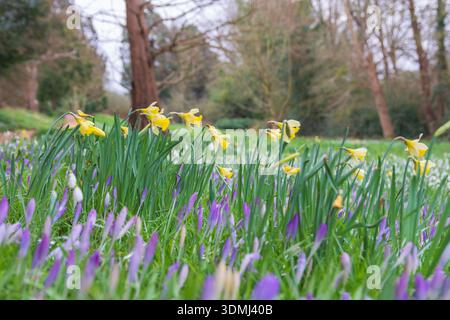 Eine Wiese voller Schneeglöckchen, Krokusse und Narzissen im Februar, England, Großbritannien. Stockfoto