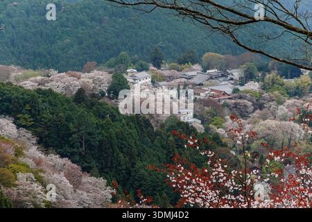 Großer Blick auf eine Bergstadt mit Kirschblüten im Yoshinoyama-Nationalpark, Japan. Stockfoto