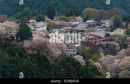 Großer Blick auf eine Bergstadt mit Kirschblüten im Yoshinoyama-Nationalpark, Japan. Stockfoto