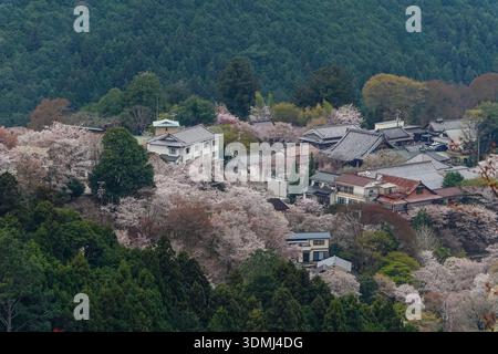 Großer Blick auf eine Bergstadt mit Kirschblüten im Yoshinoyama-Nationalpark, Japan. Stockfoto
