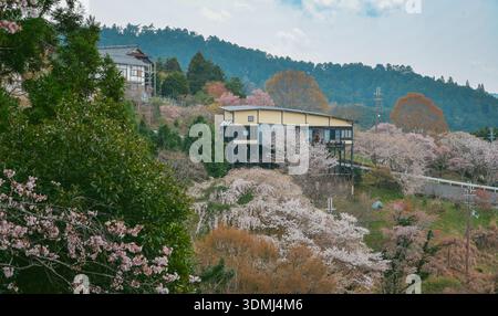 Großer Blick auf eine Bergstadt mit Kirschblüten im Yoshinoyama-Nationalpark, Japan. Stockfoto