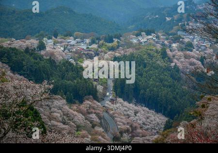Großer Blick auf eine Bergstadt mit Kirschblüten im Yoshinoyama-Nationalpark, Japan. Stockfoto