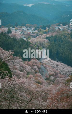 Großer Blick auf eine Bergstadt mit Kirschblüten im Yoshinoyama-Nationalpark, Japan. Stockfoto