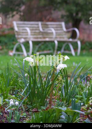 Weihnachtsrosen (Helleborus niger) und eine Gartenbank im Vintage-Stil im Hintergrund. Stockfoto