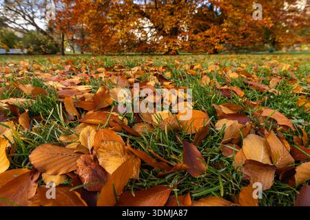 Herbstlaub mit grünem Gras in den Wojangärten prag Stockfoto