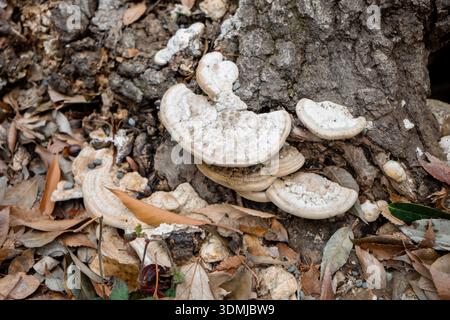 Pilze und Pilze wachsen auf der Rinde eines japanischen Baumes mit trockenen Blättern auf dem Boden Stockfoto