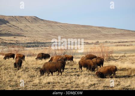 Bisonherde Weidet Durch Die Offene Prairie Landschaft Stockfoto