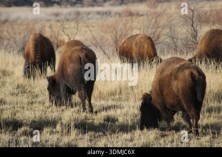 American Bison Weidet Über Prairie Grasland Stockfoto