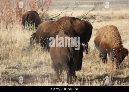 Die Amerikanische Bison-Herde Weidet Das Grasland Der Prairie Stockfoto