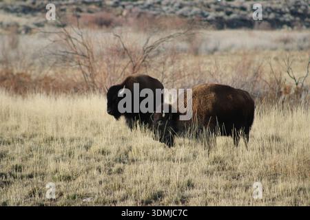 Gepaarte Plains Bison im Prairie Grass Stockfoto