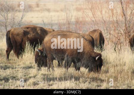 Bisonweide im Prairie Conservation Area Stockfoto