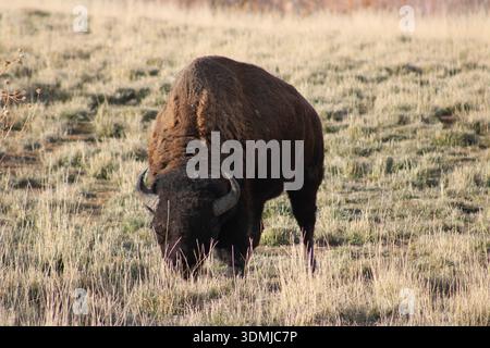 American Bison ernährt sich von Prairie Grasland Stockfoto