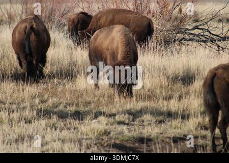 Bisonherde Weidet Über Prairie Grasland Stockfoto