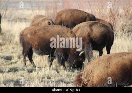 Bisonherde weidet auf offenem Grasland Stockfoto