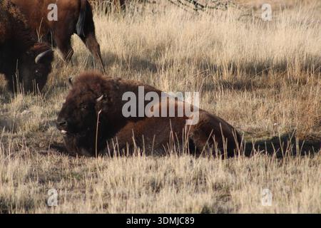 Der amerikanische Bison steht auf der offenen Prärie Stockfoto