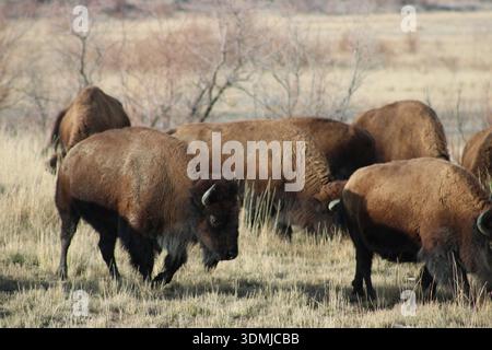 Wildbiison-Herdenfütterung im Wintergras Stockfoto