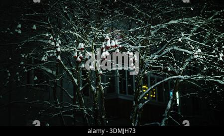 Schneebedeckte Äste mit roten Beeren stehen am dunklen Winterabend. Sanfte Lichter leuchten im Hintergrund und sorgen für einen ruhigen, stimmungsvollen urbanen Winter Stockfoto