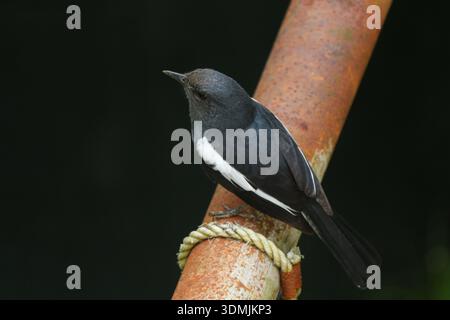 Weibliche Orientalische Elster (Copsychus saularis), die auf einem rostigen Stab in Sri Lanka thront und ihr markantes grau-schwarz-weißes Gefieder zeigt. Stockfoto