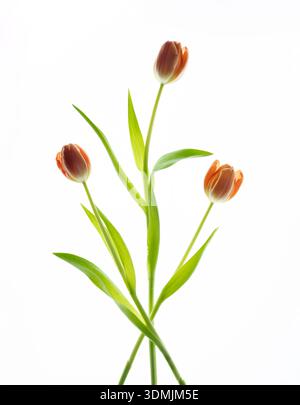 Ein Arrangement von drei orangefarbenen Tulpenblüten, hinterleuchtet vor einem hellen weißen Hintergrund Stockfoto