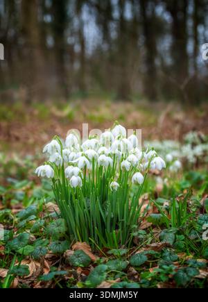Eine der ersten Blüten des Frühlings, ein Klumpen weißer Schneeglöckchen, in voller Blüte, nachdem sie sich in Lytham Hall, Lytham, Lancashire, Großbritannien, durch die Blätter gedrückt haben. Stockfoto