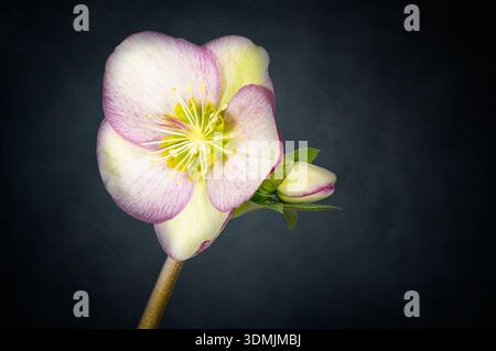 Eine wunderschöne rosa-weiße Helleborblüte, fotografiert auf einem attraktiven dunkelblauen Hintergrund Stockfoto