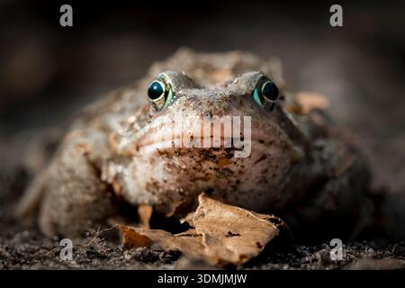 Nahaufnahme eines gewöhnlichen Frosches (Rana temporaria) vor einem verschwommenen irdischen Hintergrund. Stockfoto