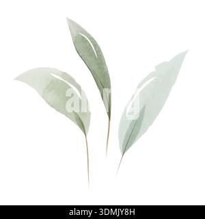 Drei zarte grüne Blätter sind in einem sanften Aquarellstil gemalt. Jedes Blatt hat subtile Farbvariationen und einen dünnen braunen Stiel, der als botanische Dekoration auf einem sauberen weißen Hintergrund präsentiert wird. Stock Vektor
