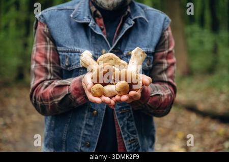 Pilze zeigen und in der Hand halten. Nahaufnahme von IS steht im Wald. Stockfoto